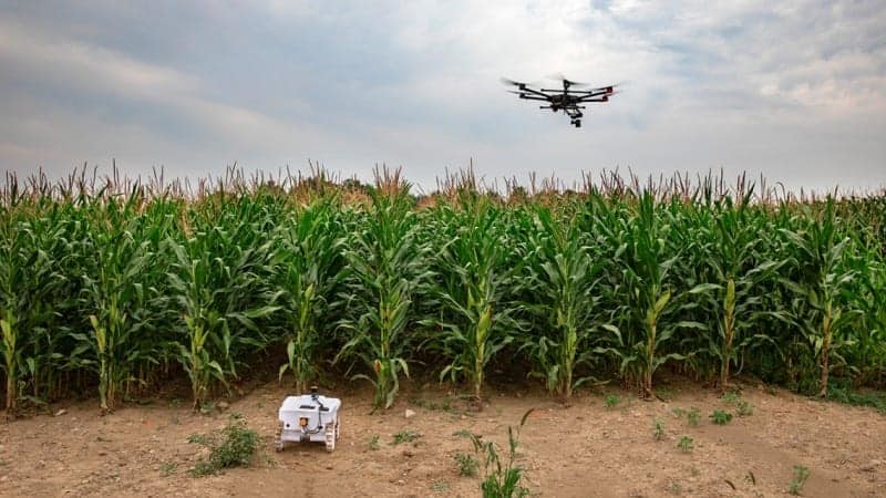 Drone and ground rover surveying a maize field